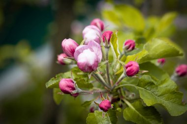 Doğa. Çiçek açan elma dalı. Parlak renkli bahar çiçekleri. Gün batımında bahçe. Çiçekli ağaçlar. Bahar arkaplanı