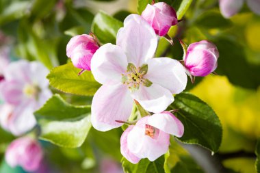 Doğa. Çiçek açan elma dalı. Parlak renkli bahar çiçekleri. Gün batımında bahçe. Çiçekli ağaçlar. Bahar arkaplanı