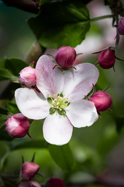 Naturaleza Rama Floreciente Del Manzano Flores Primavera Colores Brillantes Jardín — Foto de Stock