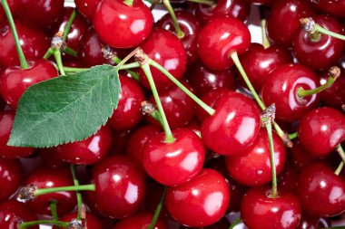 Yapraklı ve saplı bir sürü kiraz. Büyük bir taze kırmızı kiraz koleksiyonu. Olgun kiraz arka planı. Kiraz