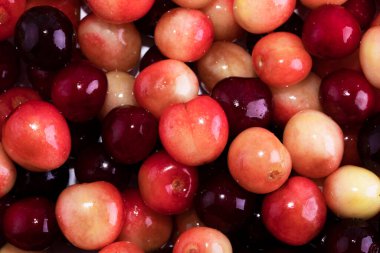 Yapraklı ve saplı bir sürü kiraz. Büyük bir taze kiraz koleksiyonu. Olgun kiraz arka planı. Kiraz. Sarı kiraz