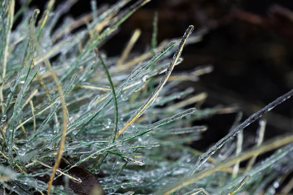 Cristaux Transparents Fond Texture Glace Avec Des Plantes Glace Sur — Photo