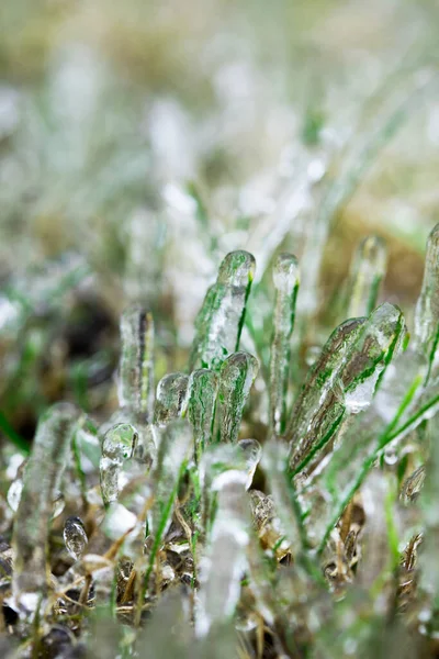 Transparente Kristalle Eis Textur Hintergrund Mit Pflanzen Eis Auf Dem — Stockfoto