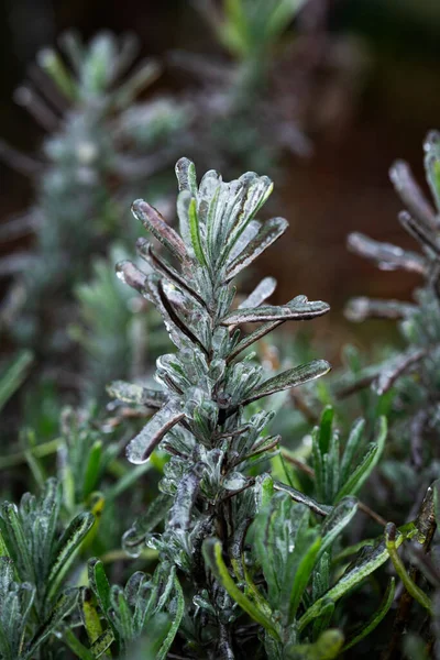 Transparante Kristallen Ijs Textuur Achtergrond Met Planten Ijs Dauw Winterachtergrond — Stockfoto
