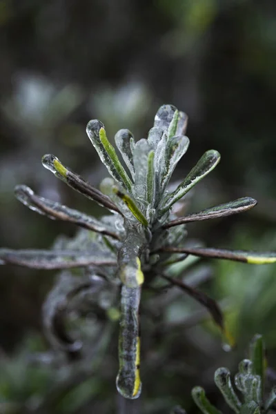 Transparante Kristallen Ijs Textuur Achtergrond Met Planten Ijs Dauw Winterachtergrond — Stockfoto