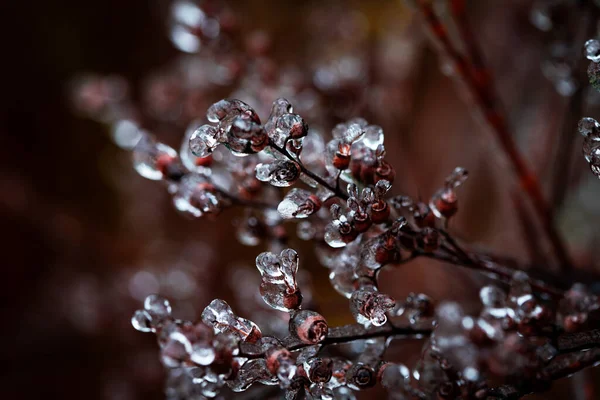 透明晶体冰纹理背景与植物 露水上的冰冬季背景 — 图库照片