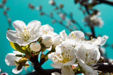 Bahar bahçesi. Bahçede çiçek açan ağaçlar. Parlak renkli bahar çiçekleri. Doğa. Arka plan. Makro
