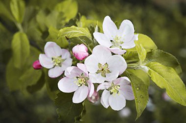 Doğa. Çiçek açan elma dalı. Parlak renkli bahar çiçekleri. Gün batımında bahçe. Çiçekli ağaçlar. Bahar arkaplanı