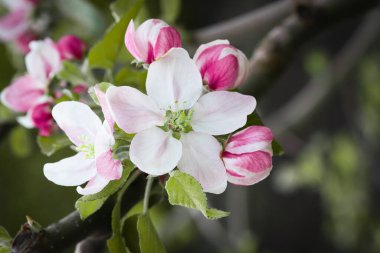 Doğa. Çiçek açan elma dalı. Parlak renkli bahar çiçekleri. Gün batımında bahçe. Çiçekli ağaçlar. Bahar arkaplanı