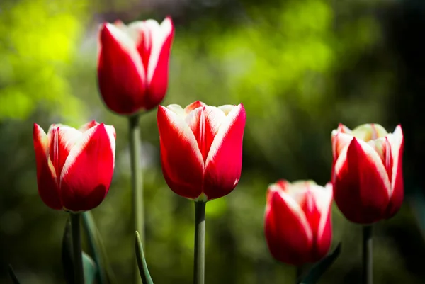 Die Natur Blühender Apfelbaumzweig Strahlend Bunte Frühlingsblumen Garten Bei Sonnenuntergang — Stockfoto