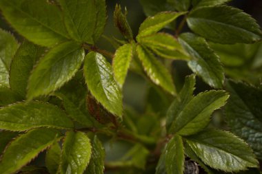 Doğa. Çiçek açan bahar arkaplanı. Parlak renkli bahar çiçekleri. Gün batımında bahçe. Çiçekli ağaçlar. bahar arkaplanı