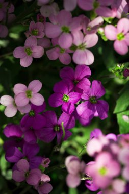 Doğa. Çiçek açan bahar arkaplanı. Parlak renkli bahar çiçekleri. Gün batımında bahçe. Çiçekli ağaçlar. bahar arkaplanı