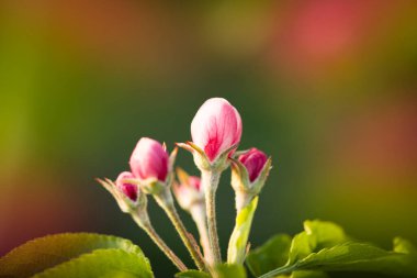 Doğa. Bir elma ağacının çiçek açan dalı. Parlak renkli bahar çiçekleri. Gün batımında bahçe. Çiçekli ağaçlar. bahar arkaplanı