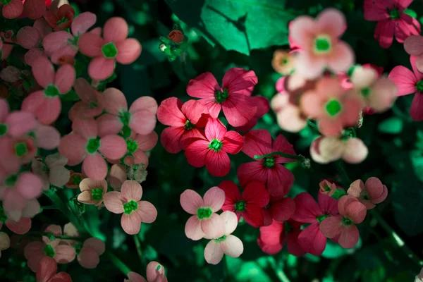 Natureza Ramo Florescente Uma Árvore Maçã Flores Coloridas Brilhantes Mola — Fotografia de Stock