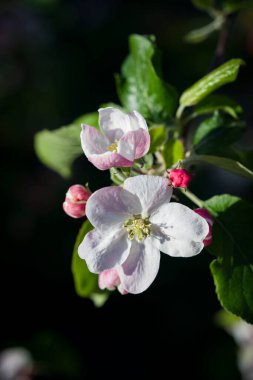 Doğa. Bir elma ağacının çiçek açan dalı. Parlak renkli bahar çiçekleri. Gün batımında bahçe. Çiçekli ağaçlar. bahar arkaplanı
