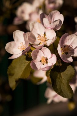 Doğa. Bir elma ağacının çiçek açan dalı. Parlak renkli bahar çiçekleri. Gün batımında bahçe. Çiçekli ağaçlar. bahar arkaplanı
