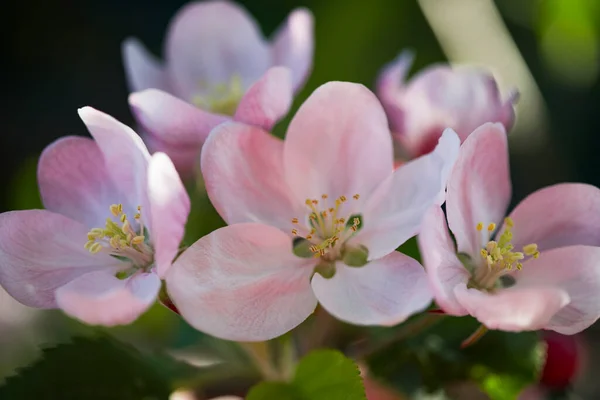 Φύση Ανθισμένο Κλαδί Μηλιάς Λαμπερά Πολύχρωμα Ανοιξιάτικα Λουλούδια Κήπος Ηλιοβασίλεμα Εικόνα Αρχείου
