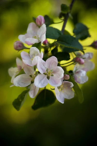 Природа Квітуча Гілка Яблуні Яскраві Барвисті Весняні Квіти Сад Заході Стокове Фото