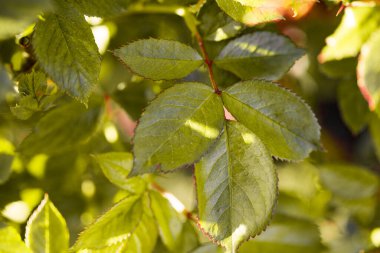 Parlak çiçek arkaplanı. Bahar çiçeği konsepti. Tasarım için. Doğa. bahar arkaplanı