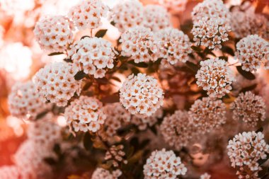 Parlak çiçek arkaplanı. Bahar çiçeği konsepti. Tasarım için. Doğa. bahar arkaplanı
