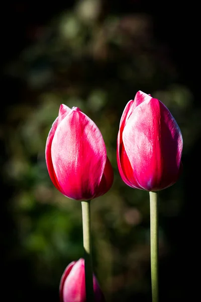 Jasne Tło Kwiatowe Koncepcja Wiosennych Kwiatów Projektowania Przyroda Tło Wiosny — Zdjęcie stockowe