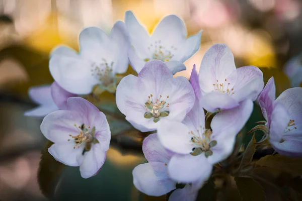 Яскравий Квітковий Фон Концепція Весняних Квітів Дизайну Природа Весняний Фон Стокове Фото