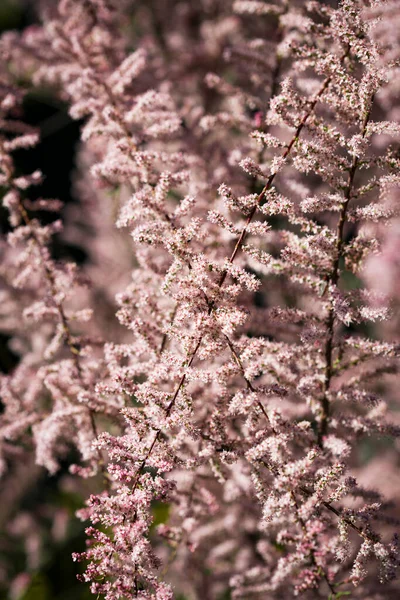 Яскравий Квітковий Фон Концепція Весняних Квітів Дизайну Природа Весняний Фон Стокове Зображення