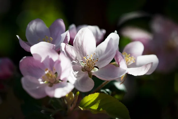 Яскравий Квітковий Фон Концепція Весняних Квітів Дизайну Природа Весняний Фон Стокове Фото