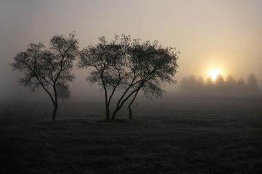 sonbahar manzarası. sis