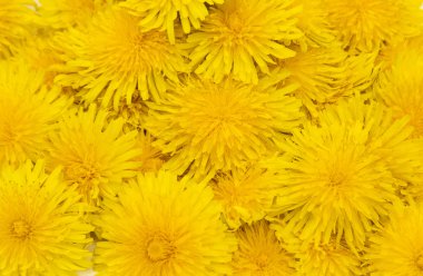 çiçekler dandelions. 