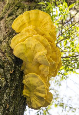 Ağaçta büyüyen mantarlar