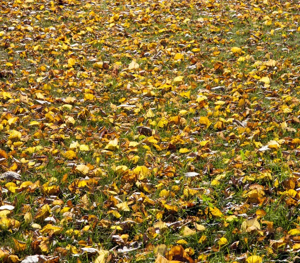 Herbst. Laubstreu — Stockfoto