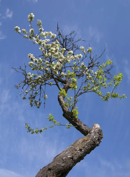 Lente. bloeiende appelbomen — Stockfoto