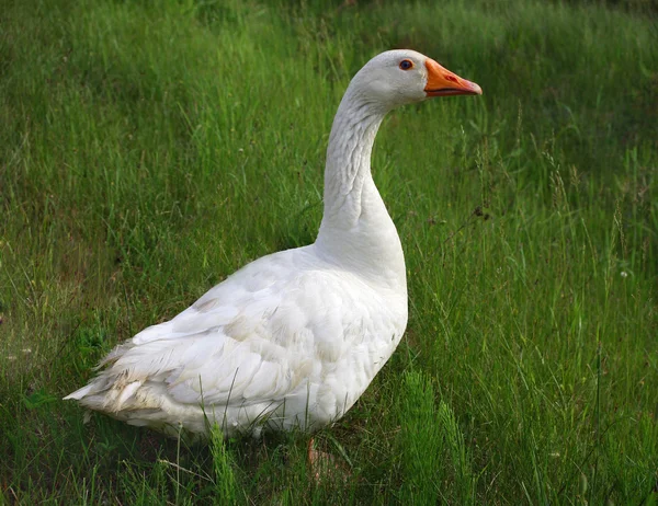 Ganso. Aves . — Foto de Stock