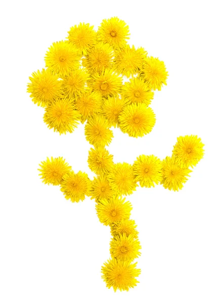 Flower — Stock Photo, Image