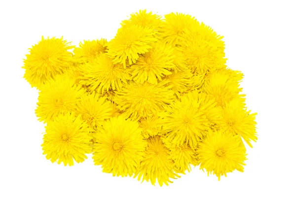 Flowers dandelions. — Stock Photo, Image