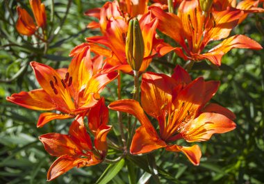 Dekoratif çiçek. Flora