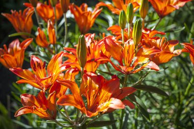 Dekoratif çiçek. Flora