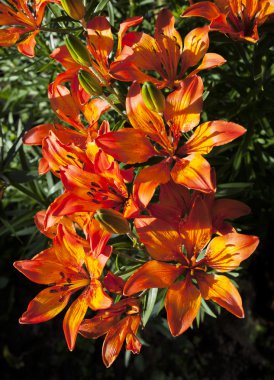 Dekoratif çiçek. Flora