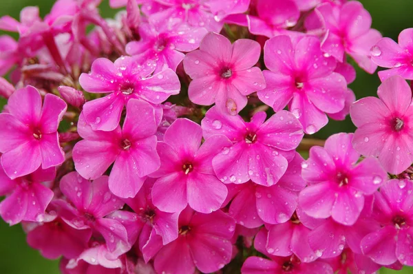Flores decorativas. Phlox. flora —  Fotos de Stock