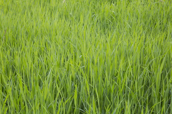 Gras. Closeup — Stockfoto