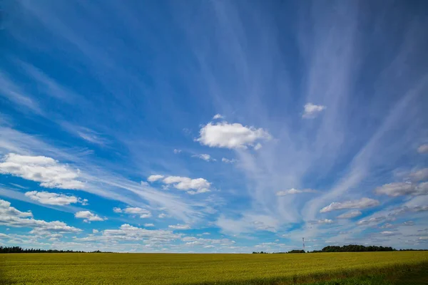 Hemels Landschap Van Blauwe Lucht Tegen Achtergrond Van Een Tarweveld — Stockfoto