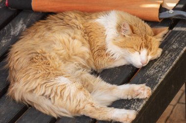 Yaşlı Norveç Ormanı Kedisi gün ışığında dinleniyor.