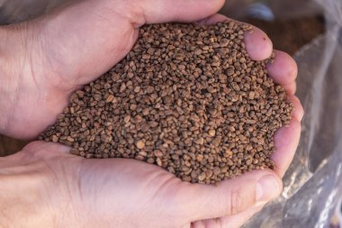 Bir avuç dolusu ezilmiş zeytin çekirdeğinin bir adamın ellerinde yakın plan çekimi. Biyoyakıt olarak kullanılan organik ezilmiş zeytin tohumları kavramı. Biyoyakıt bileşeni. Biyokütle enerjisi.