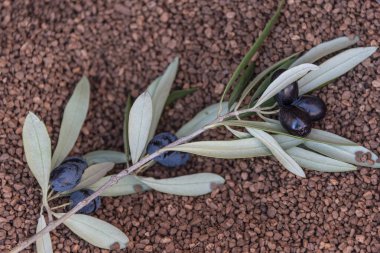 Biyoyakıt olarak kullandığımız ezilmiş zeytin tohumları. Biyoyakıt bileşeni. Biyokütle enerjisi.