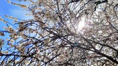 Çiçek açan bir badem ağacı tarlası. Badem çiçekleri tomurcuklanıyor. Badem ağacı pembe çiçekleri.