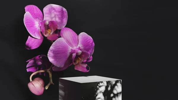 Schwarzes Quadrat steht für Präsentationen von Verpackungen und Kosmetika mit zarten Orchideenblüten in der Sonne. Konzept des 3D-Rendering-Podiums für Produktdemonstrationen. — Stockfoto
