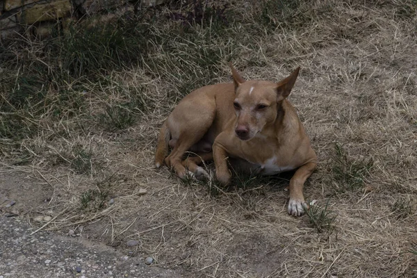 Abandonado, assustado cão jovem, deixado sozinho na rua. — Fotografia de Stock