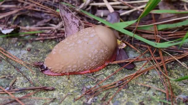 Spanish Slug Arion Vulgaris Its Natural Environment Cold Wet Dark — стоковое видео