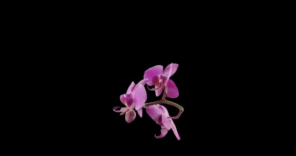 Siyah Arkaplanda Kendi Etrafında Dönen Orkide Çiçeği Dalı Oluşturma — Stok video